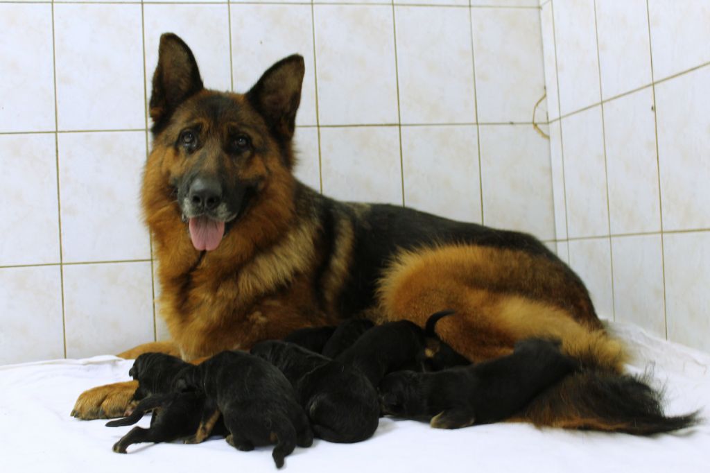 chiot Berger Allemand de la Presqu'Ile Guerandaise