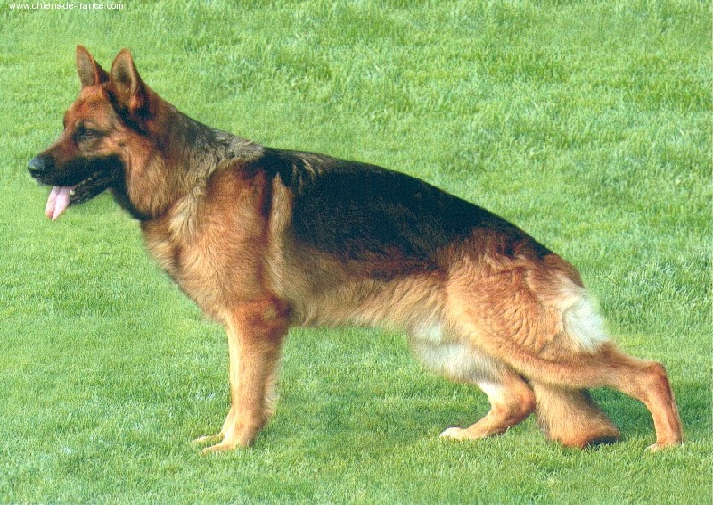 CH. Sandor de la Presqu'Ile Guerandaise