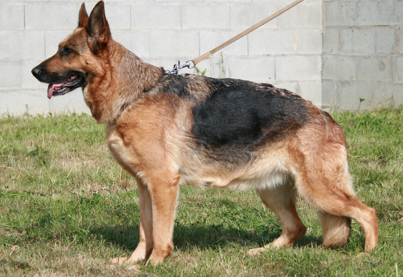 Bacara de la Presqu'Ile Guerandaise