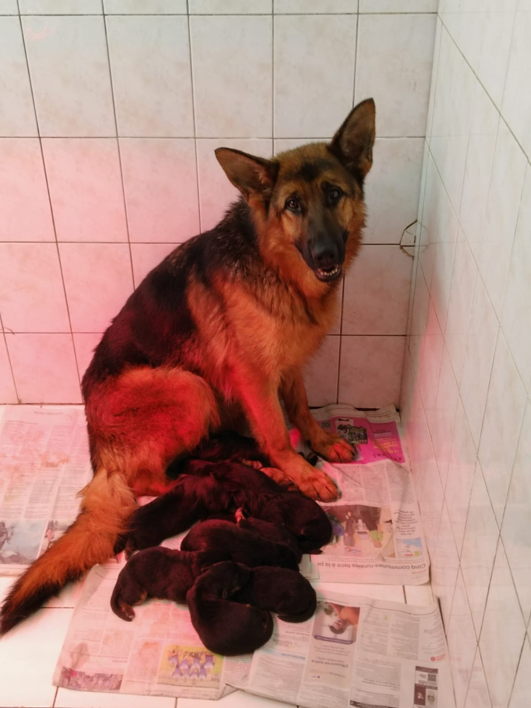 Vesta de la Presqu'Ile Guerandaise