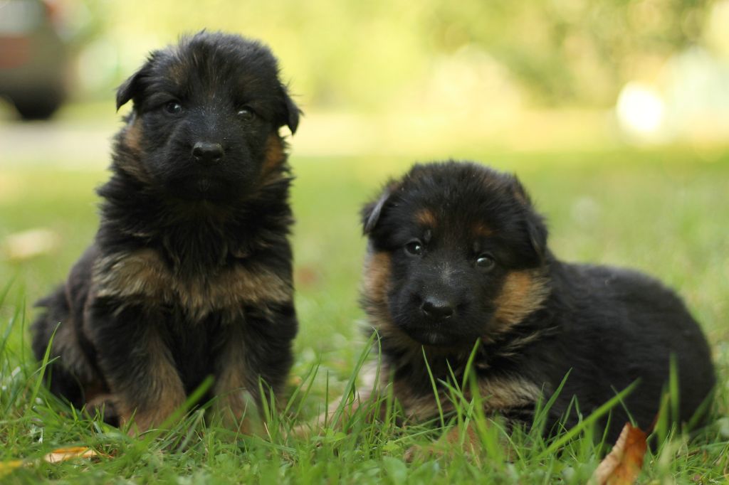 chiots été 2019