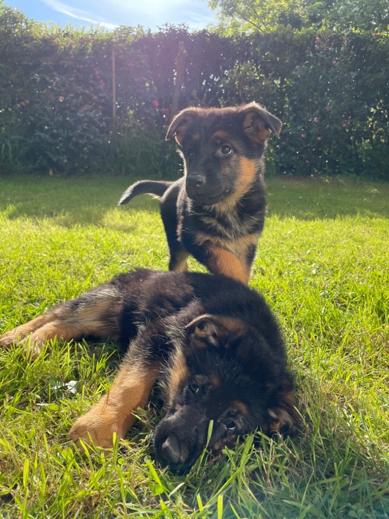 Portée Naïka 20/02/2024 (CHIOTS DISPONIBLES)