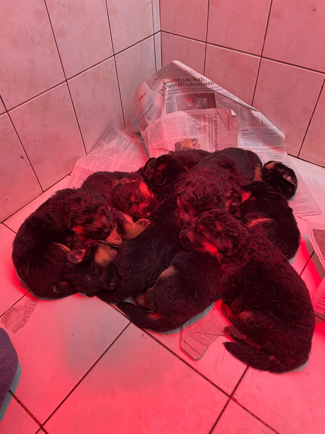 Chiot Berger Allemand de la Presqu'Ile Guerandaise