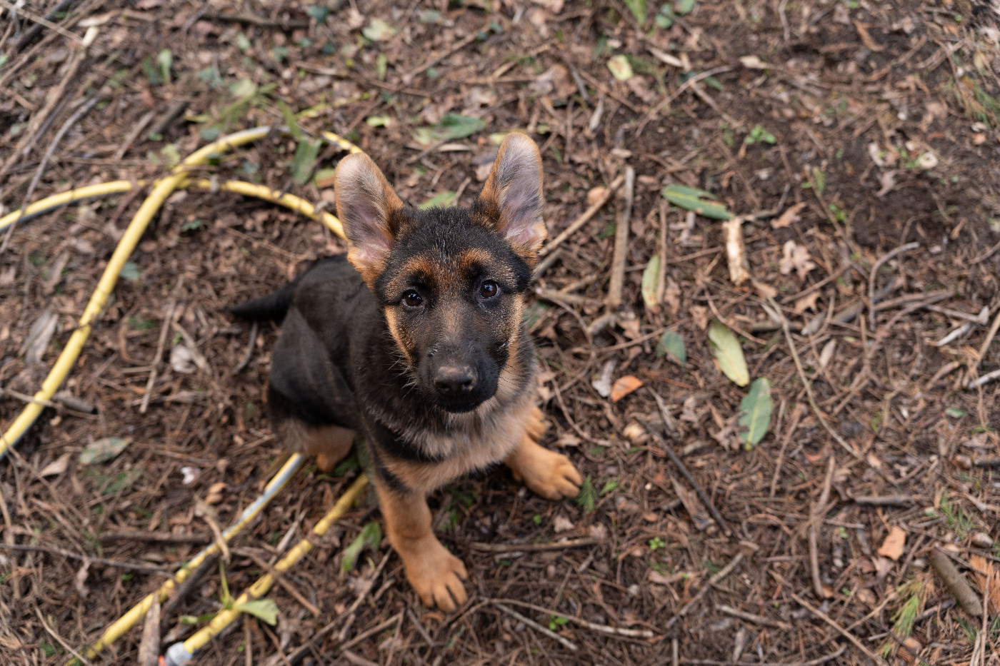 de la Presqu'Ile Guerandaise - Chiots disponibles - Berger Allemand