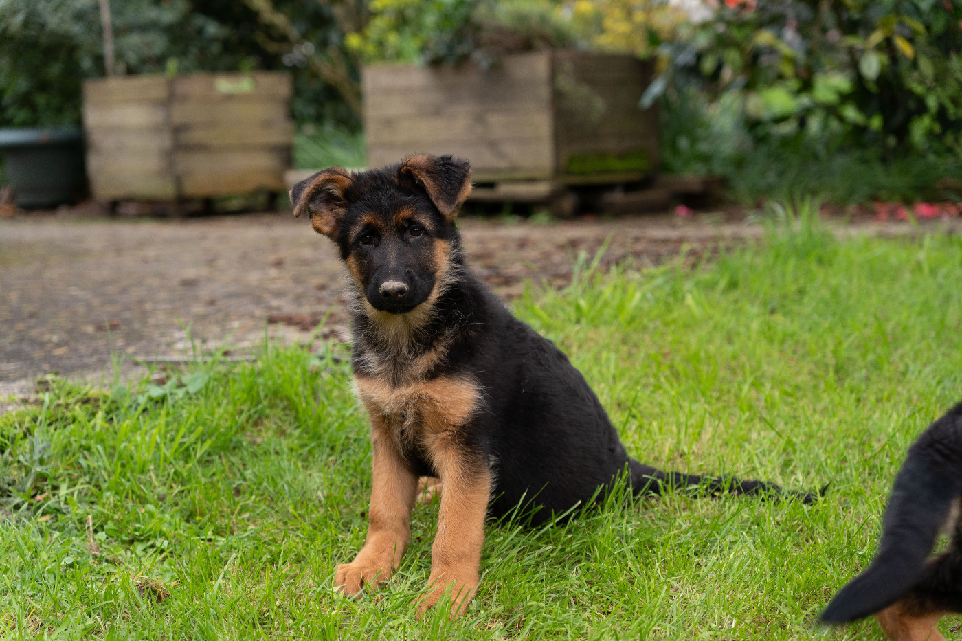 de la Presqu'Ile Guerandaise - Chiots disponibles - Berger Allemand