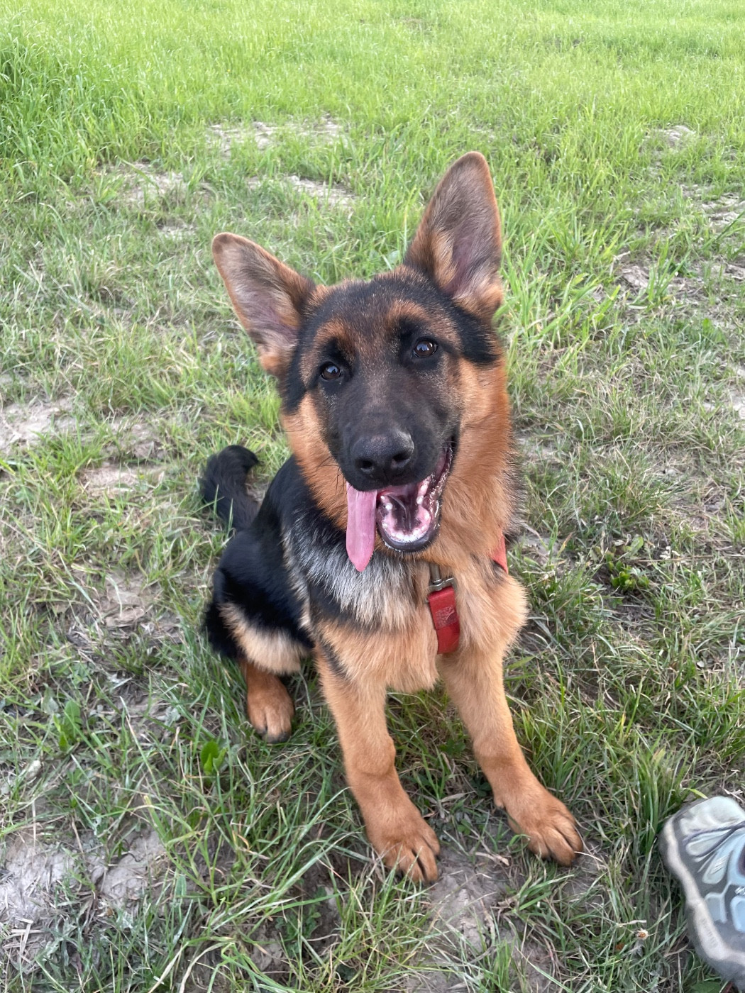 de la Presqu'Ile Guerandaise - Chiots disponibles - Berger Allemand