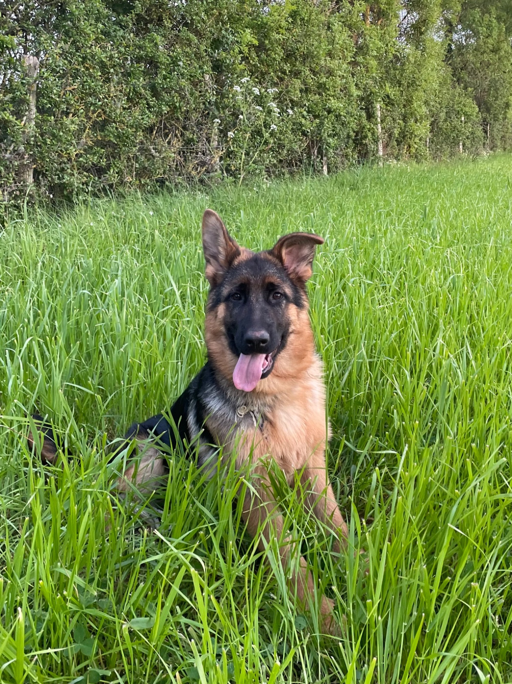 de la Presqu'Ile Guerandaise - Chiots disponibles - Berger Allemand